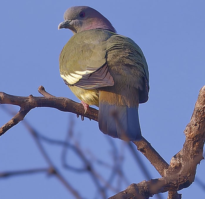 Pink-necked Green-Pigeon - ML613259107