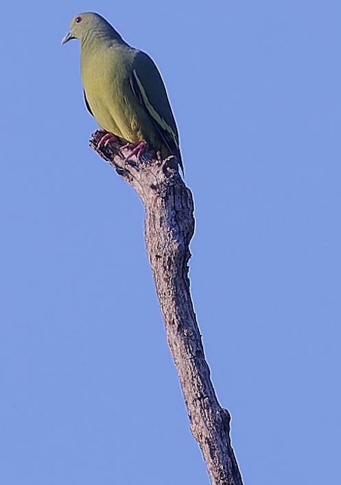 Pink-necked Green-Pigeon - ML613259108