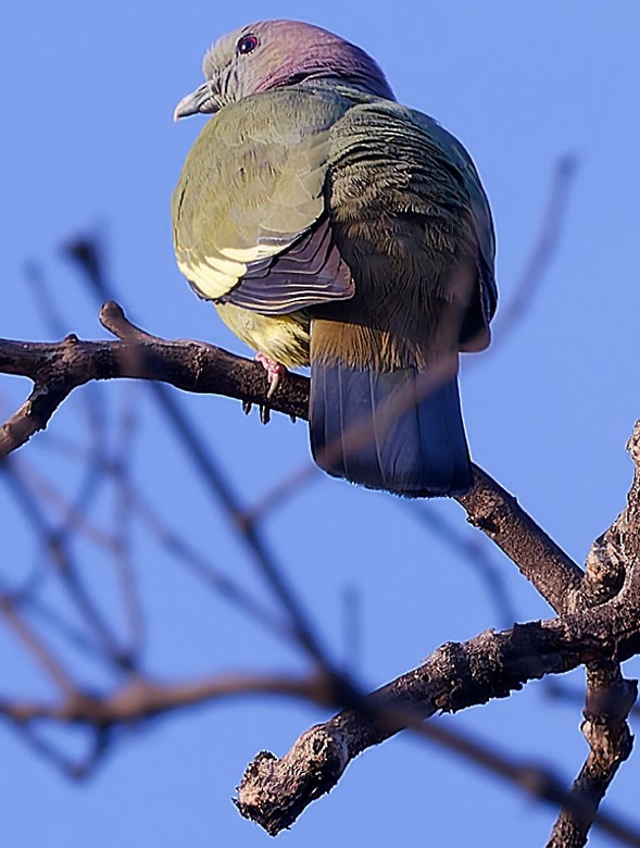 Pink-necked Green-Pigeon - ML613259109