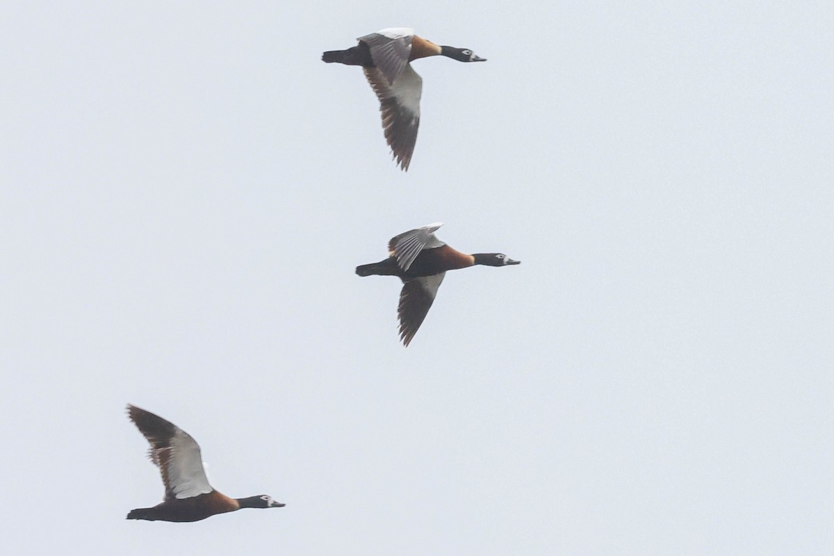 Australian Shelduck - ML613259124