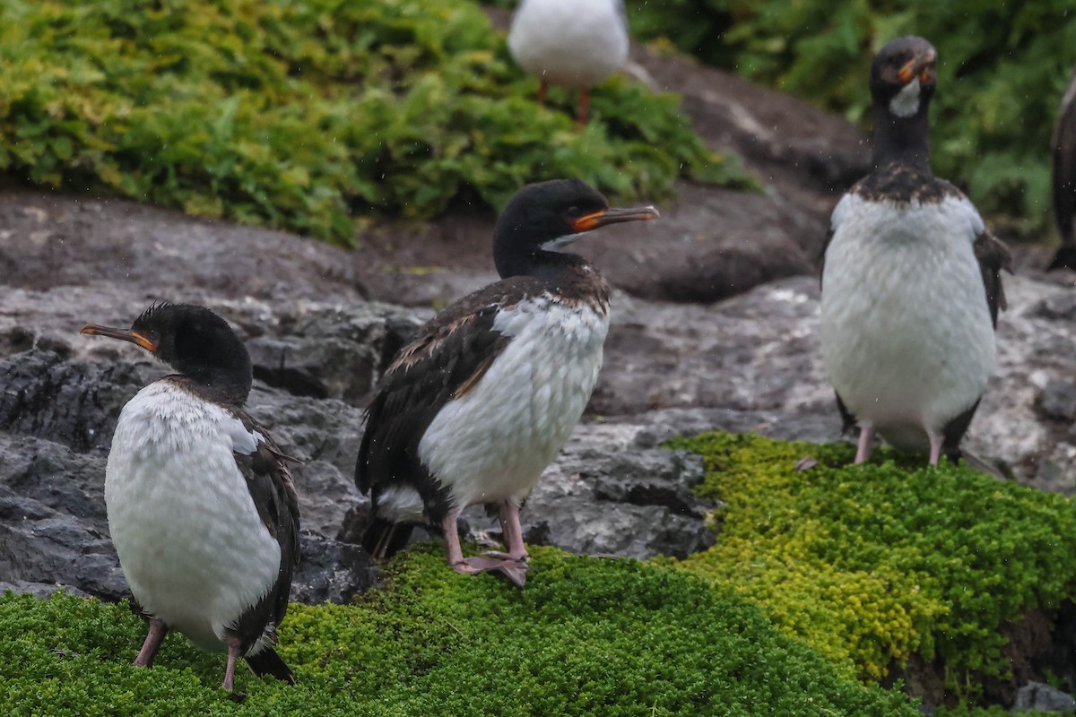 Campbell Islands Shag - ML613259133