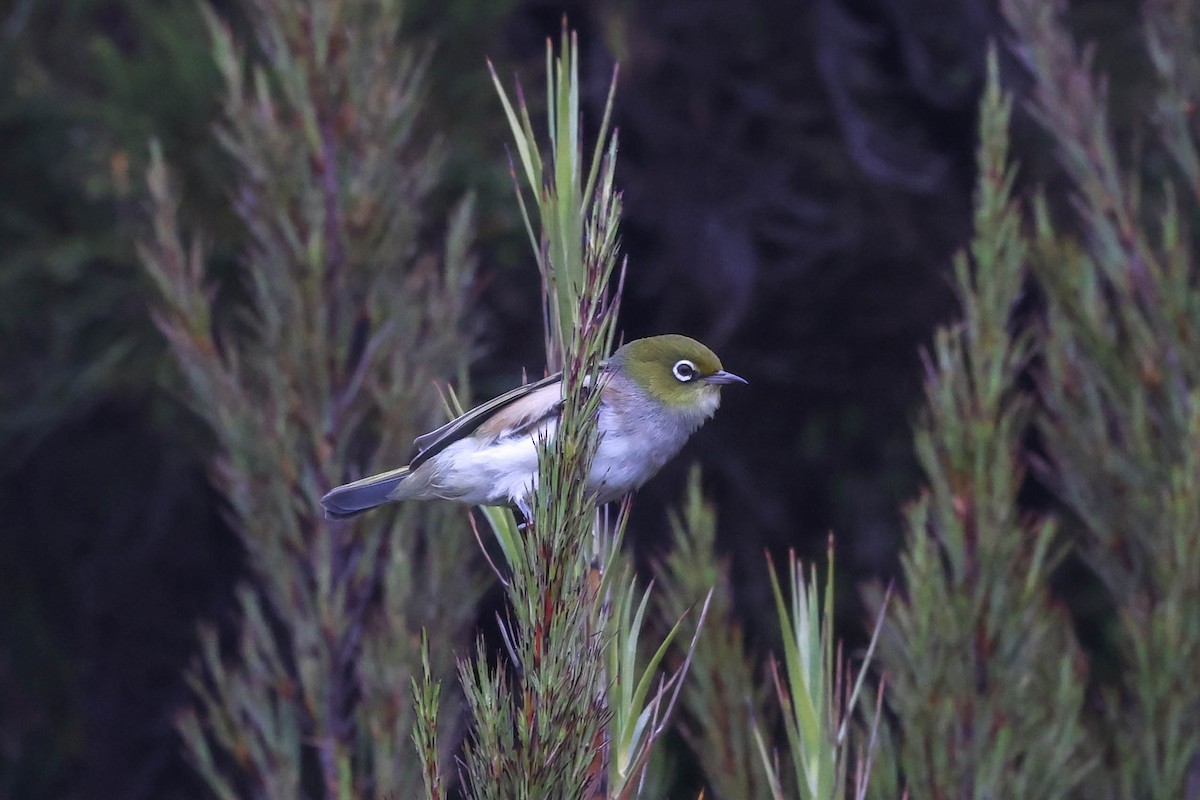 Silvereye - Allison Miller