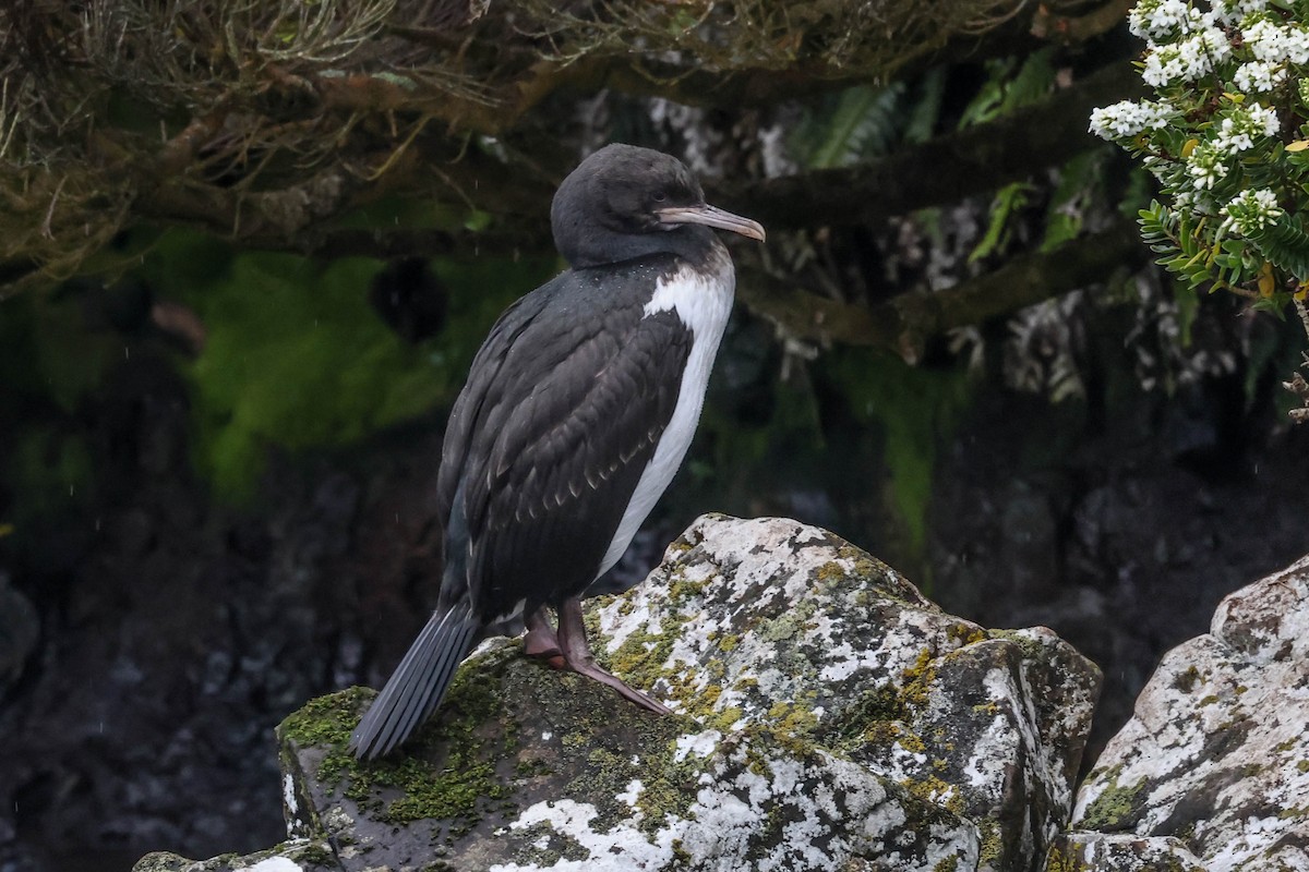 Campbell Islands Shag - Allison Miller