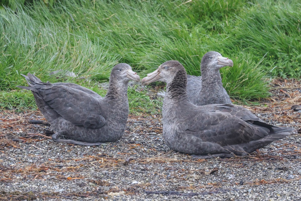 Northern Giant-Petrel - ML613259145