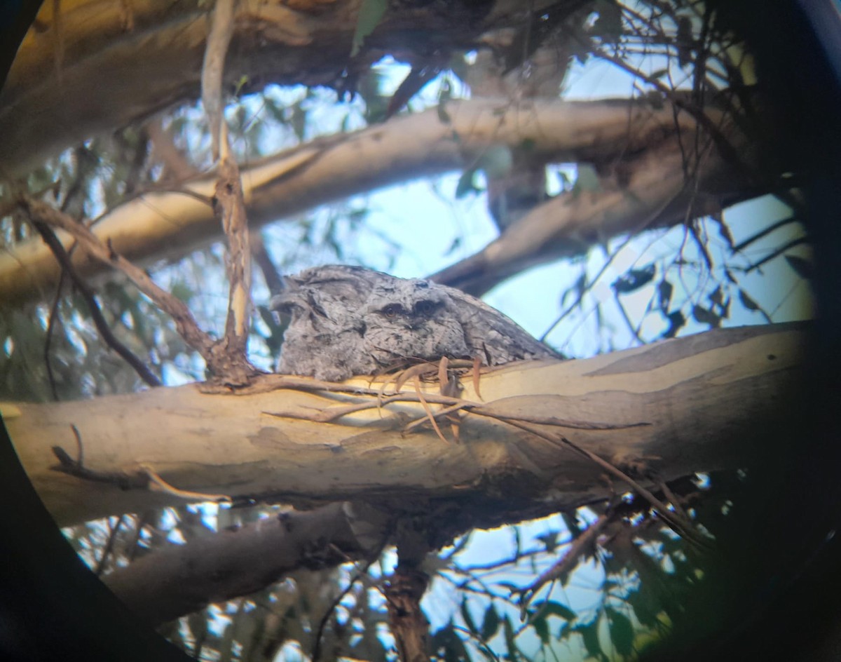 Tawny Frogmouth - ML613259154
