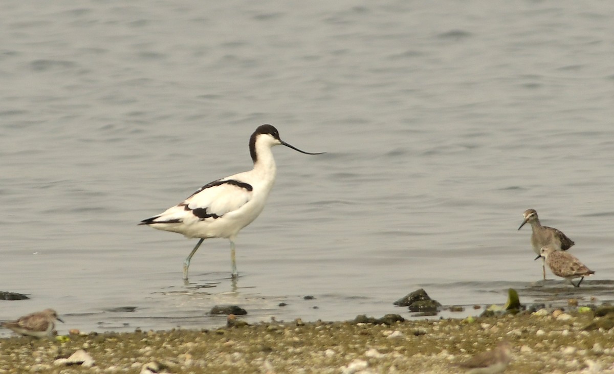 Pied Avocet - ML613259255
