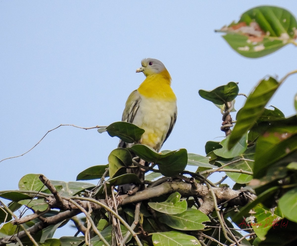 Yellow-footed Green-Pigeon - ML613259308