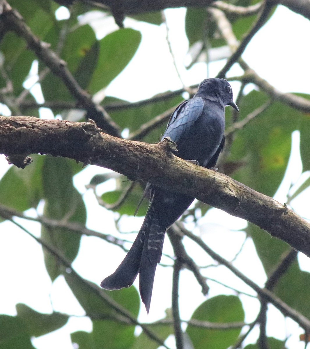 Fork-tailed Drongo-Cuckoo - ML613259445