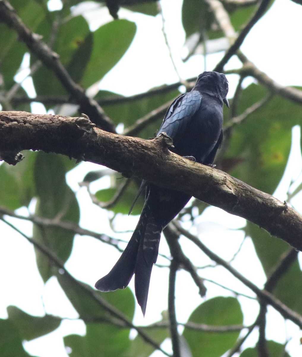 Fork-tailed Drongo-Cuckoo - ML613259446