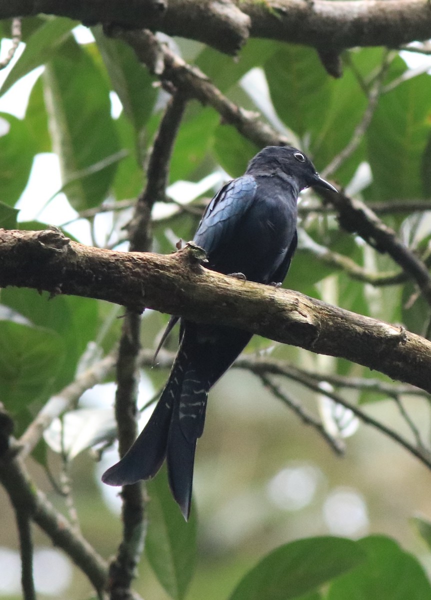 Fork-tailed Drongo-Cuckoo - ML613259447