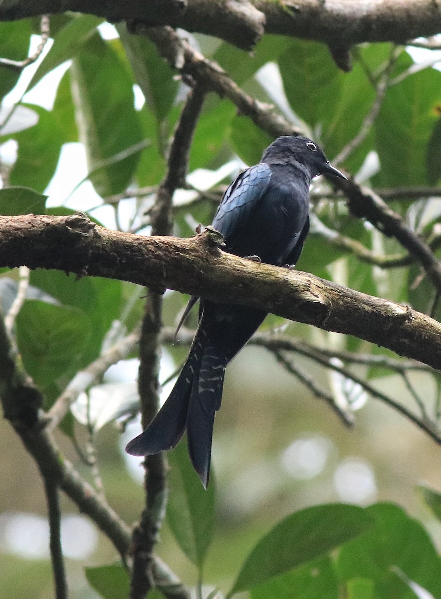 Fork-tailed Drongo-Cuckoo - ML613259453