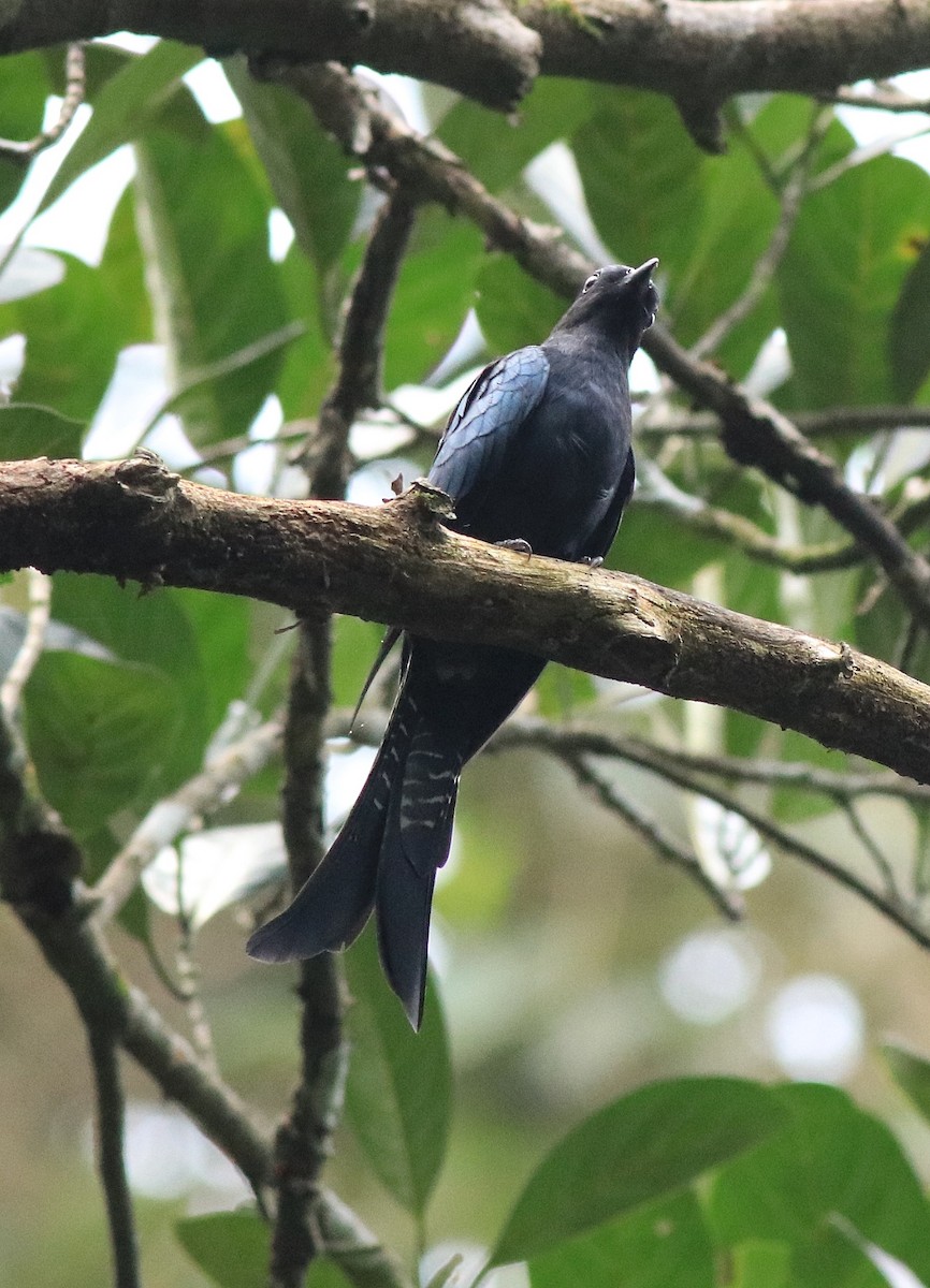 Fork-tailed Drongo-Cuckoo - ML613259454