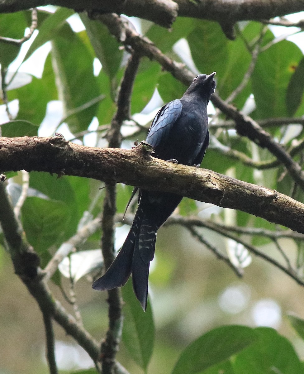 Fork-tailed Drongo-Cuckoo - ML613259455