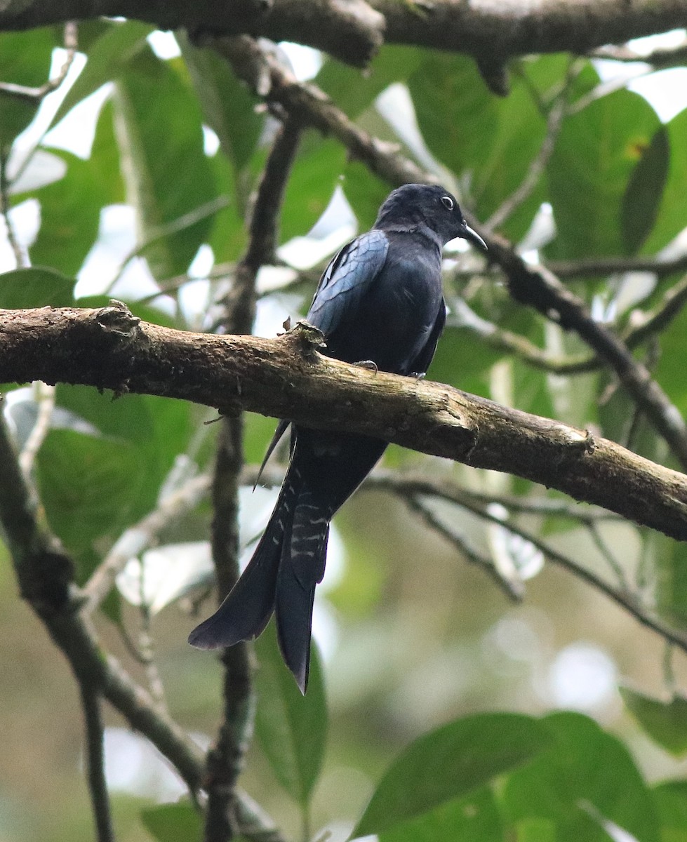 Fork-tailed Drongo-Cuckoo - ML613259457