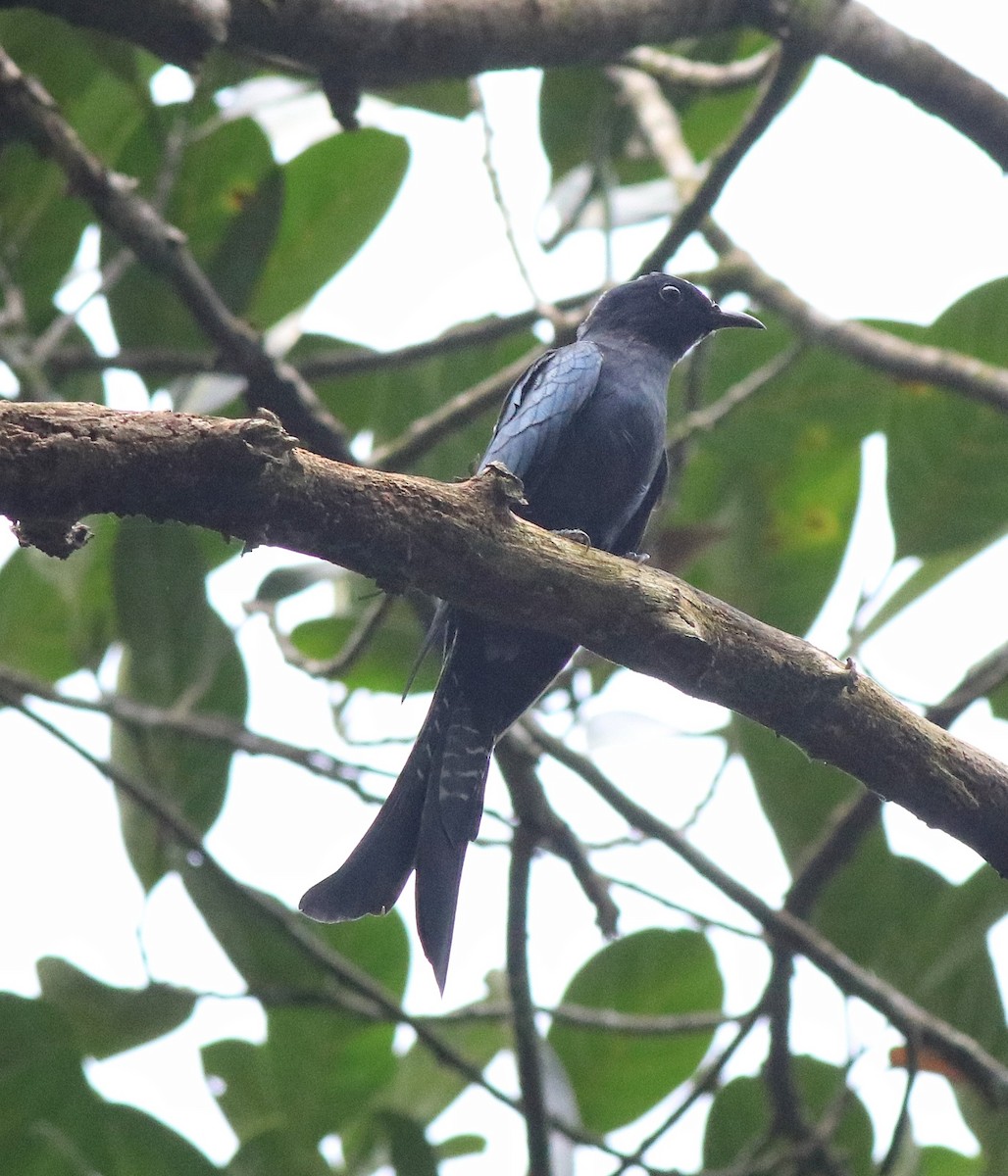 Fork-tailed Drongo-Cuckoo - ML613259459