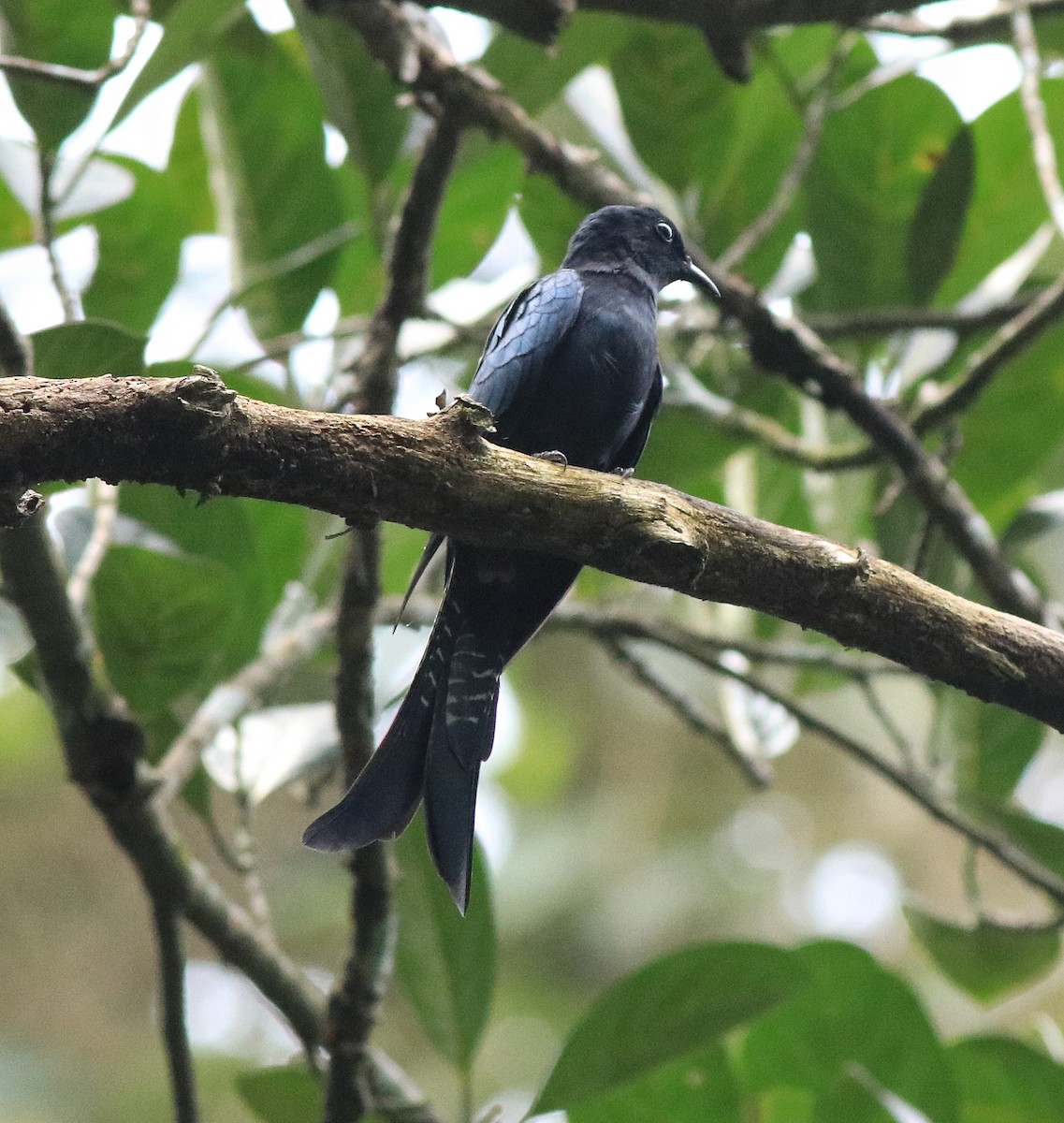 Fork-tailed Drongo-Cuckoo - ML613259460