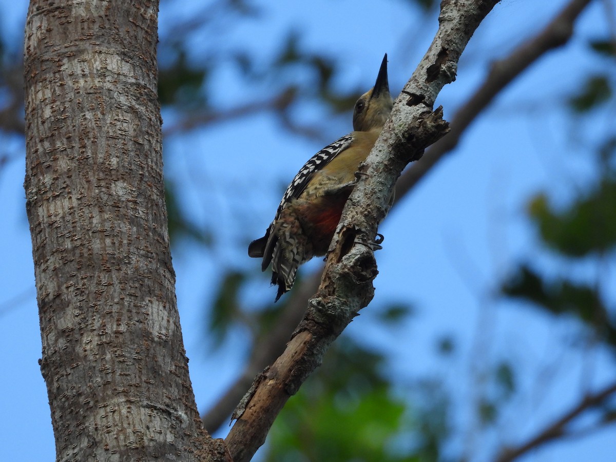 Red-crowned Woodpecker - ML613259503