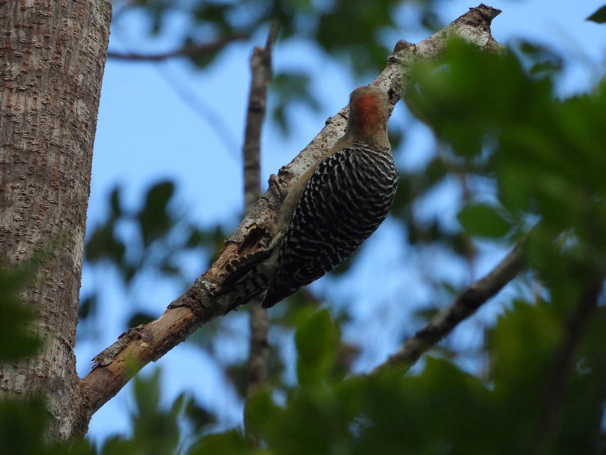 Red-crowned Woodpecker - ML613259506