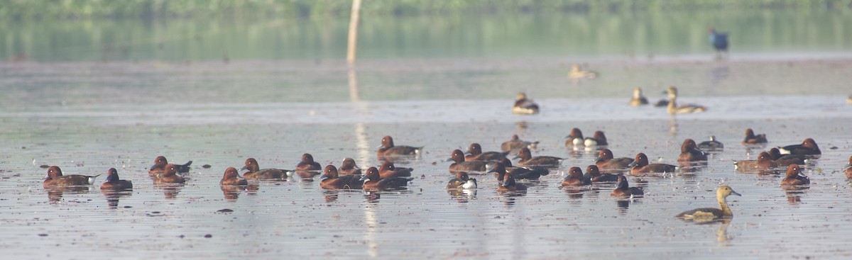 Ferruginous Duck - ML613259531