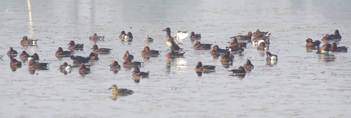 Ferruginous Duck - ML613259532