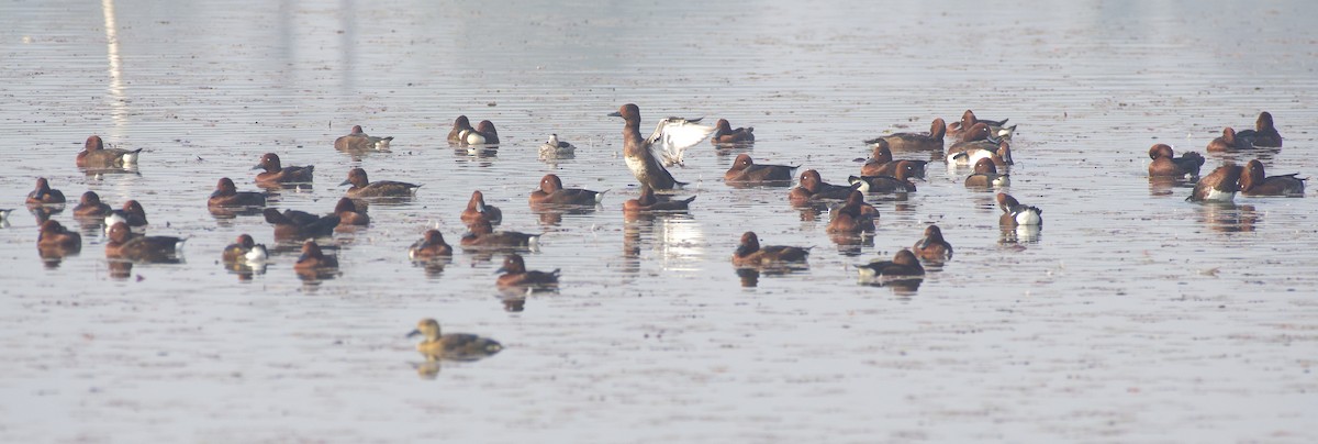 Ferruginous Duck - ML613259532