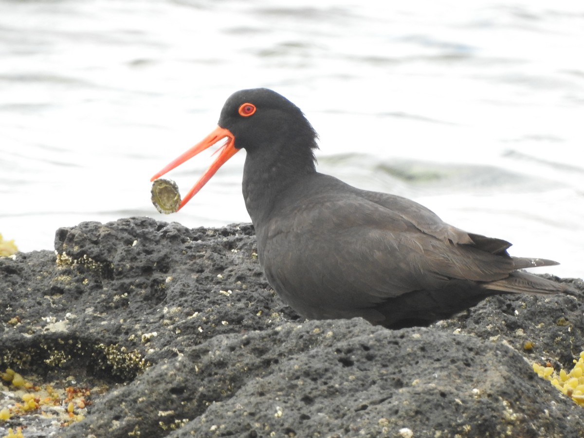 Sooty Oystercatcher - Kerry Vickers