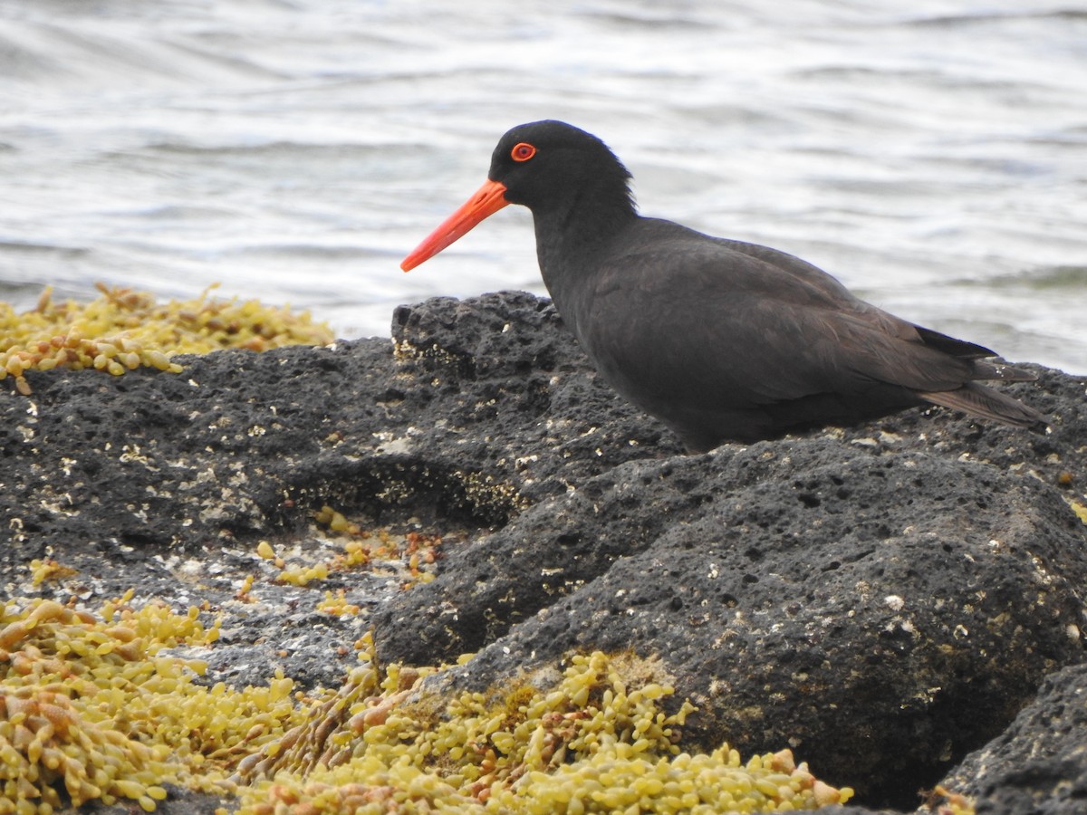 Sooty Oystercatcher - ML613259539