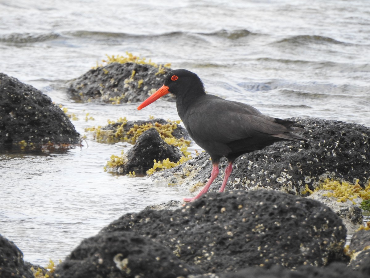 Sooty Oystercatcher - ML613259540