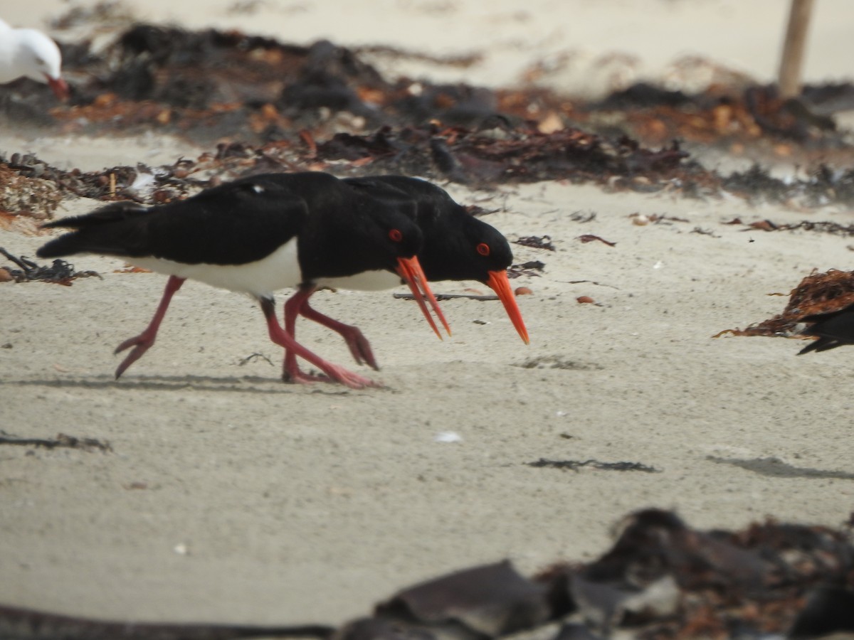 Pied Oystercatcher - Kerry Vickers