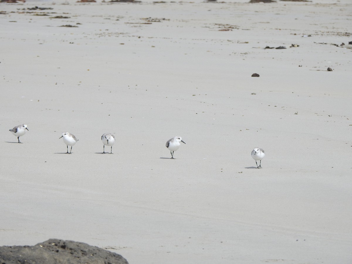 Bécasseau sanderling - ML613259580