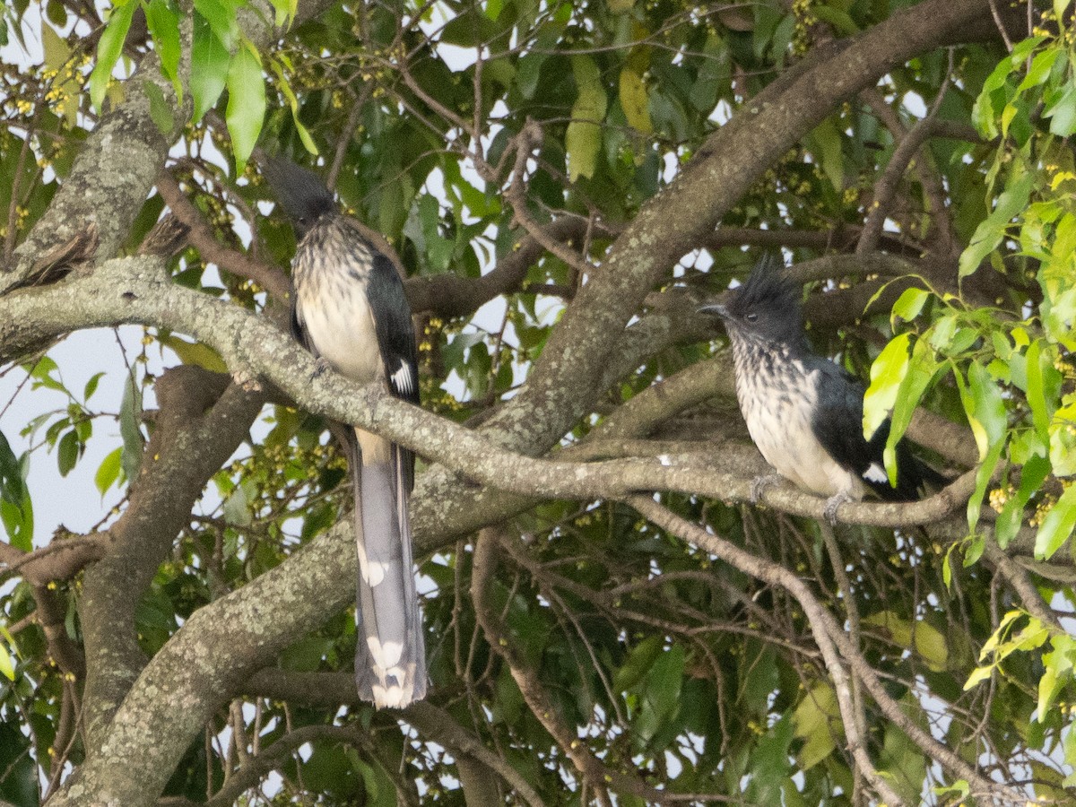 Levaillant's Cuckoo - ML613259626