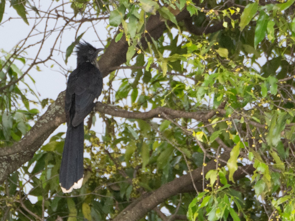 Levaillant's Cuckoo - ML613259628