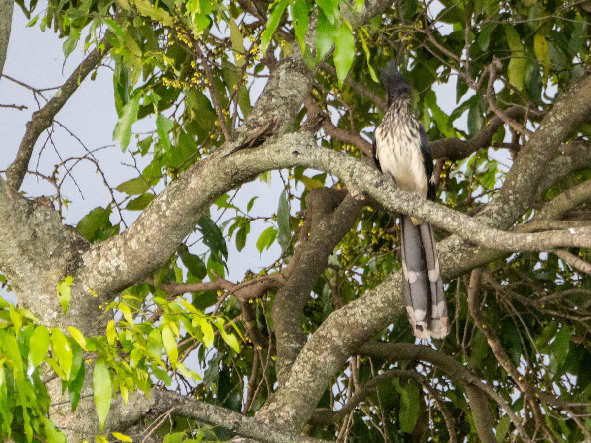 Levaillant's Cuckoo - Gavin Ailes