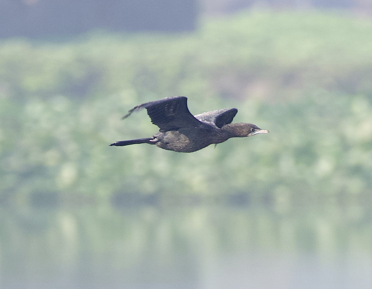 Little Cormorant - ML613259666