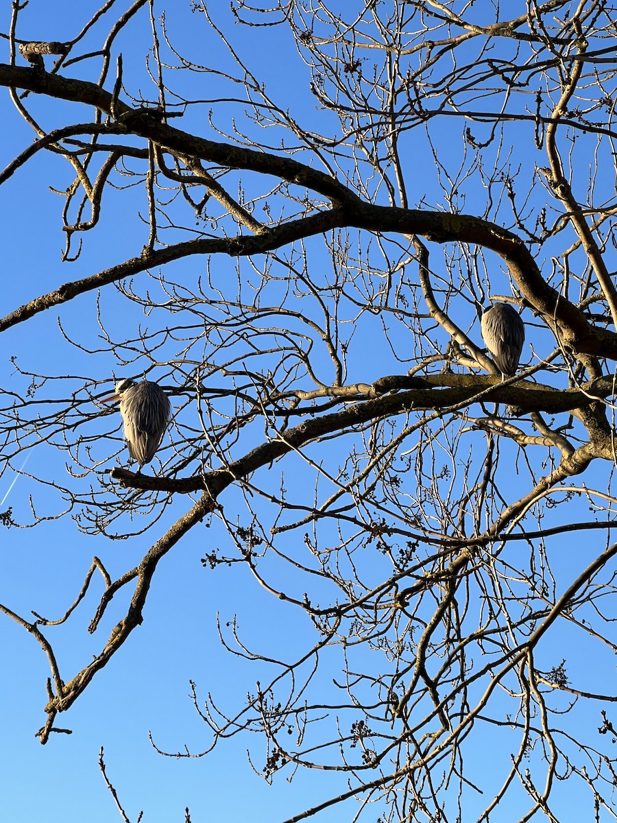 Gray Heron - ML613259667