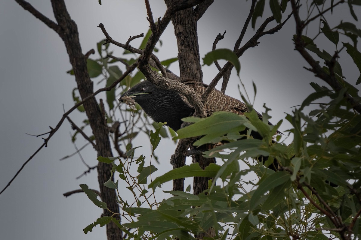 Pheasant Coucal - ML613259731