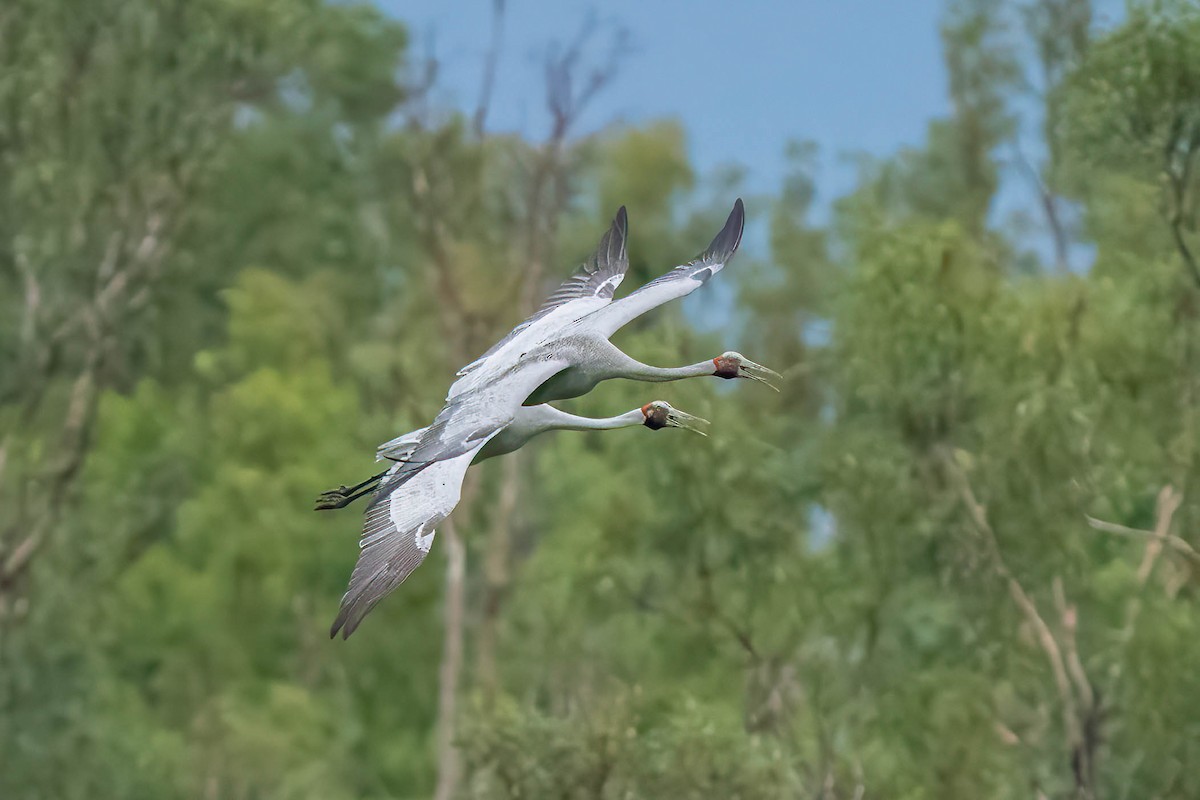 Grue brolga - ML613259736