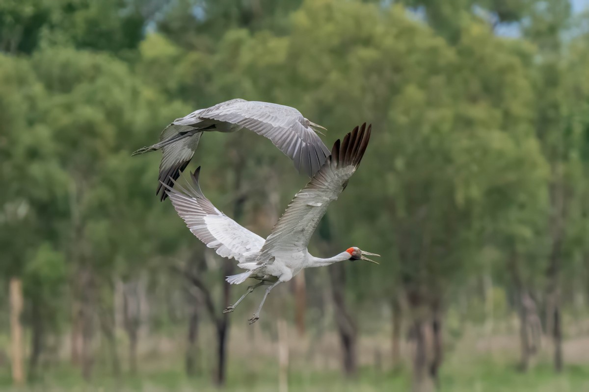 Brolga - Ian and Deb Kemmis