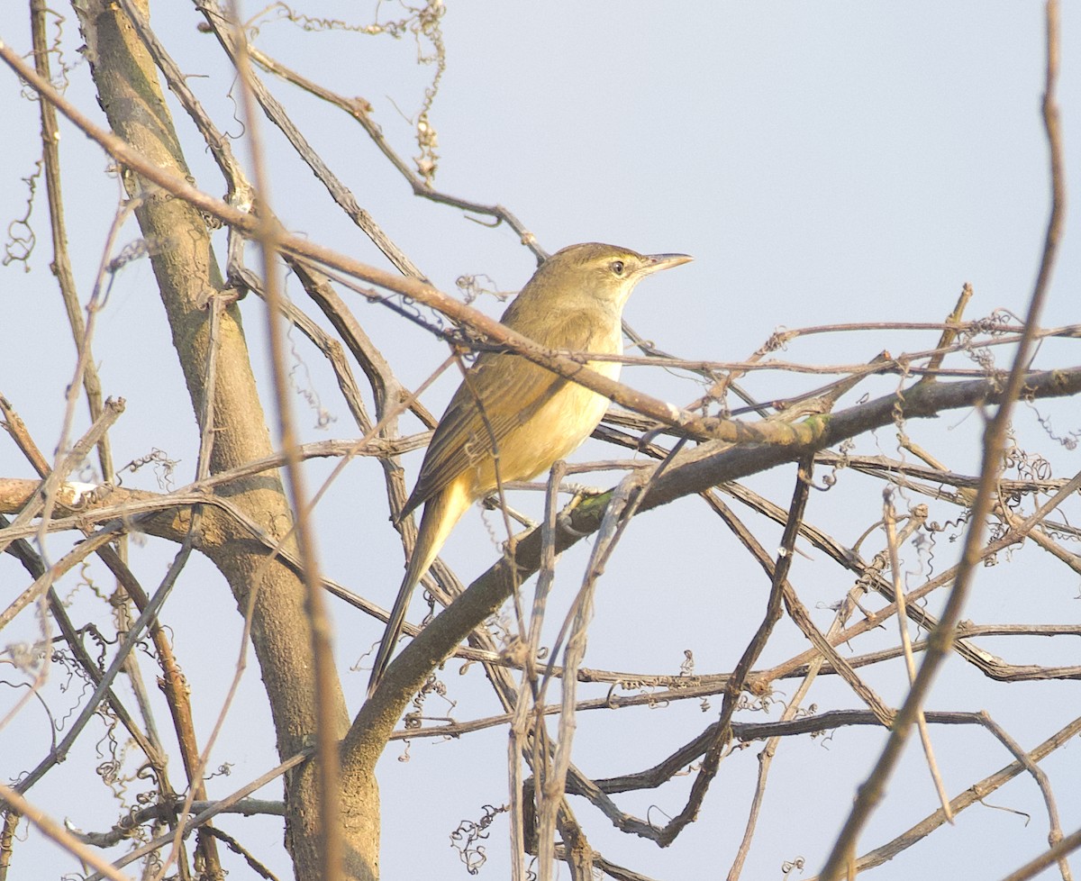 Clamorous Reed Warbler - ML613259781