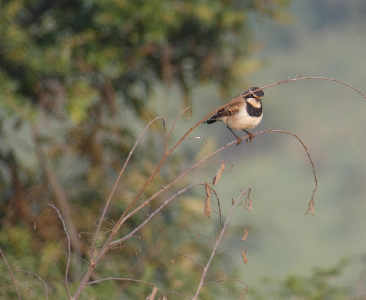 Capped Wheatear - Simon Mahood