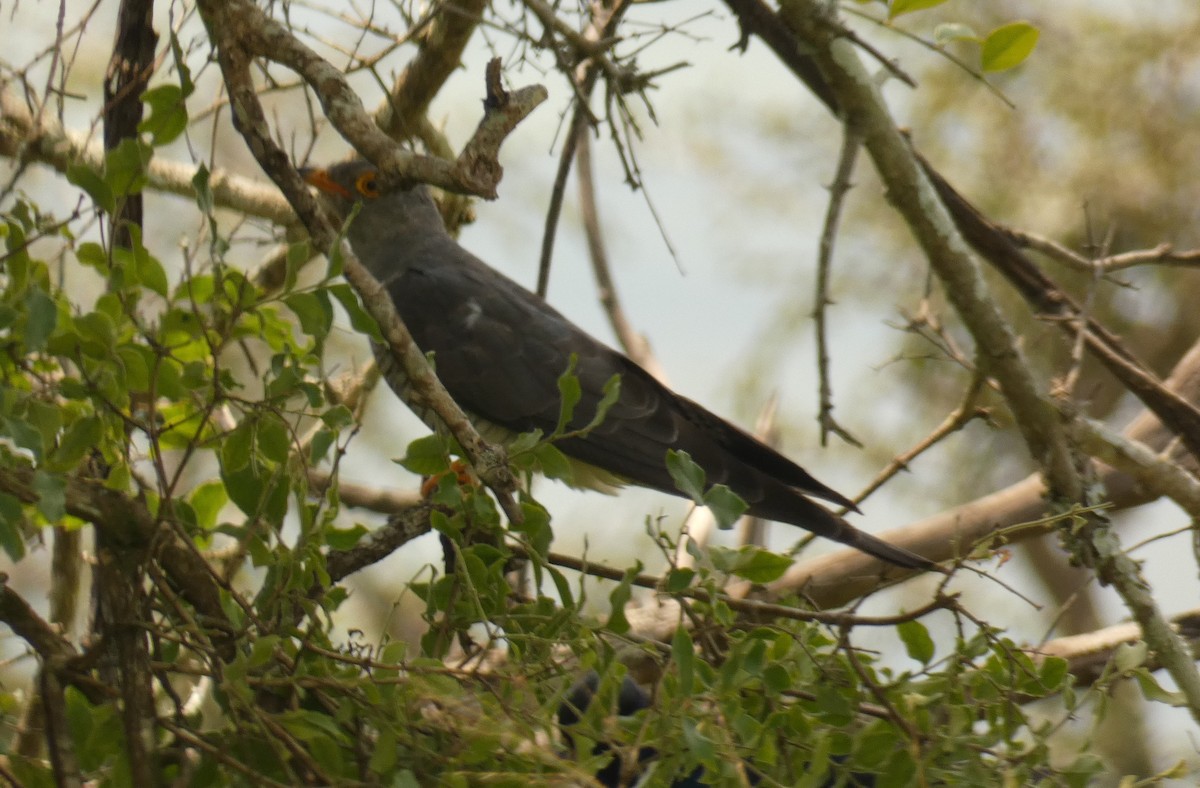 African Cuckoo - Simon Mahood