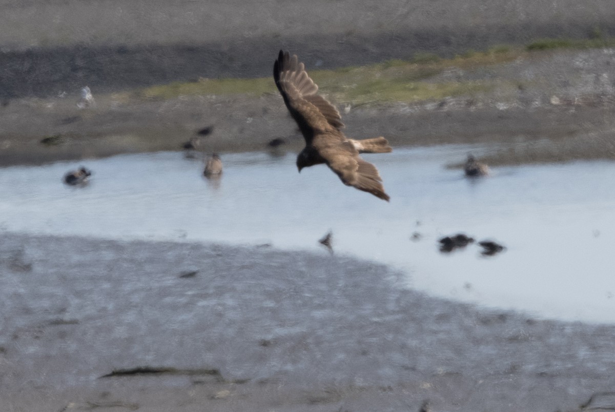 Swamp Harrier - ML613259851