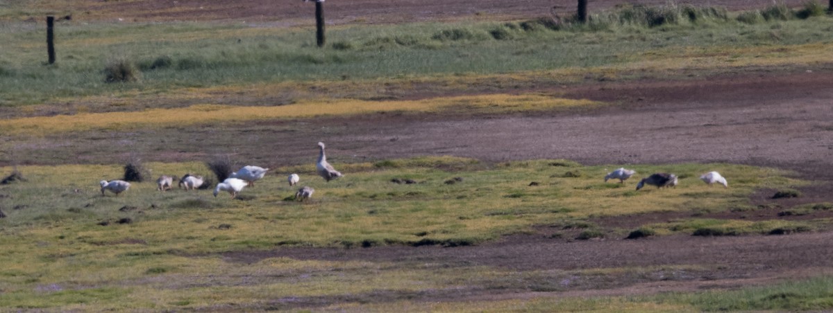 Graylag Goose (Domestic type) - ML613259864