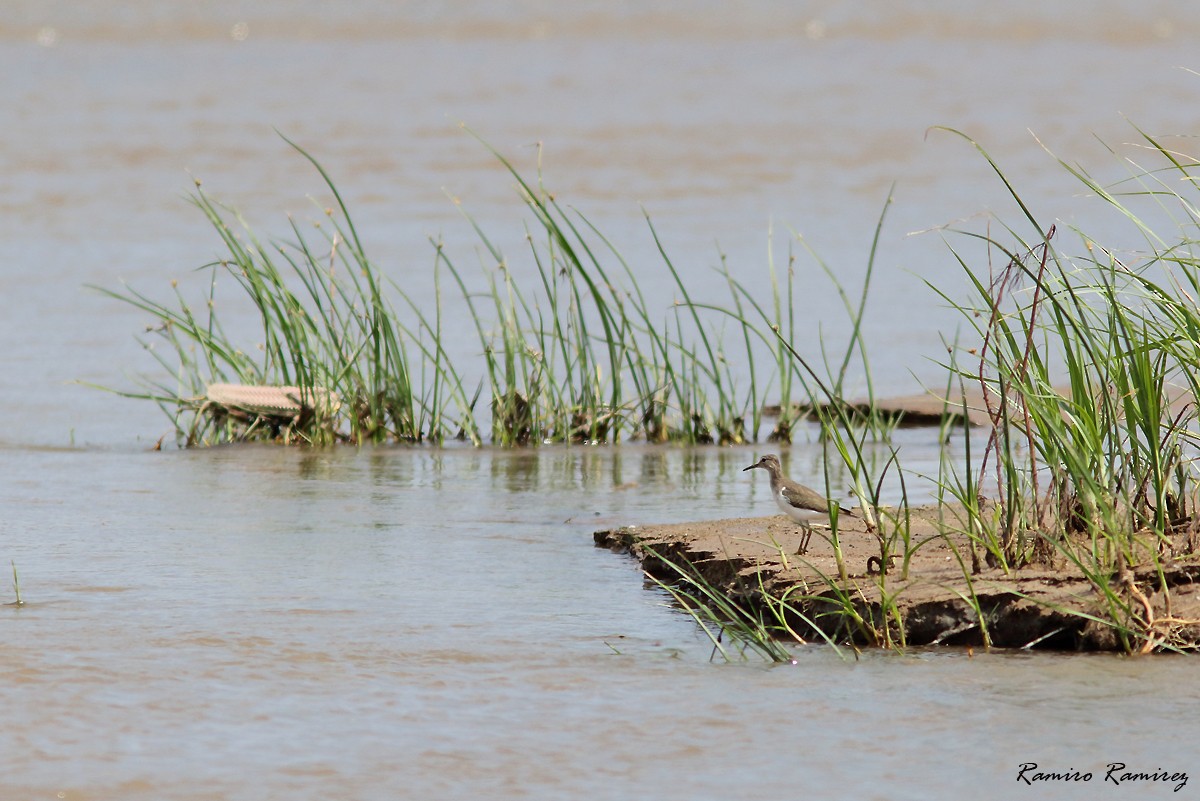 Spotted Sandpiper - ML613259865