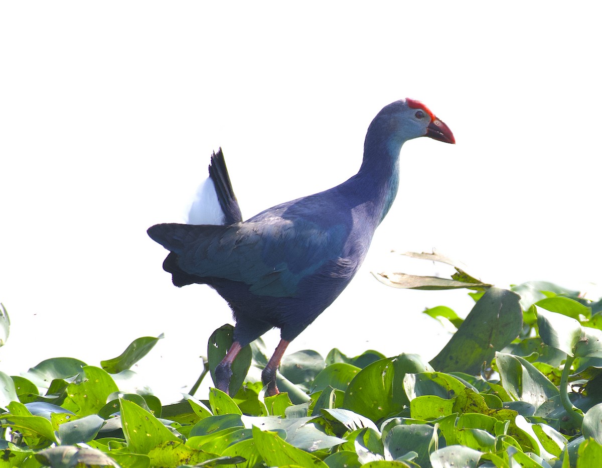 Gray-headed Swamphen - ML613259876