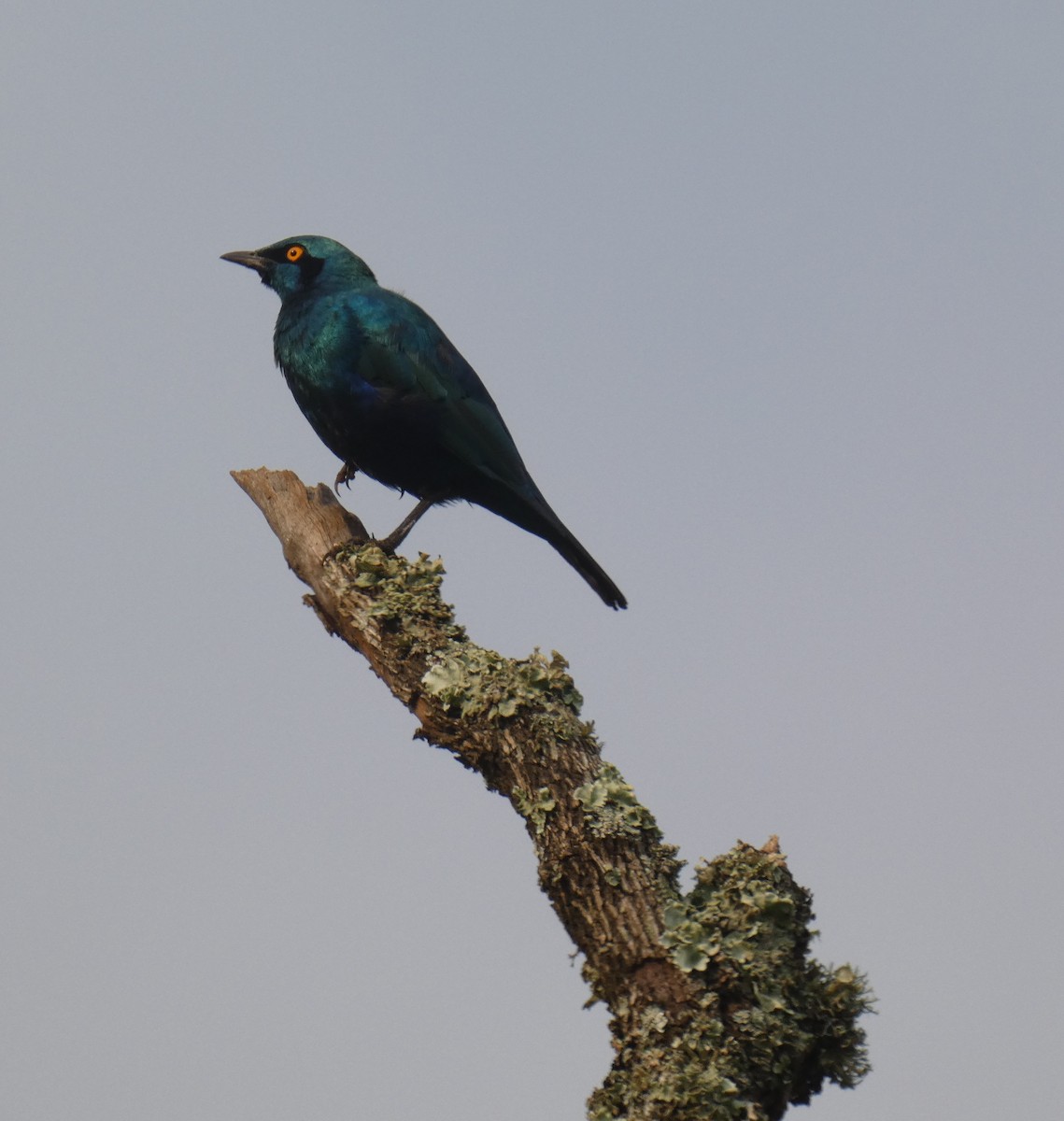 Choucador à oreillons bleus - ML613259913