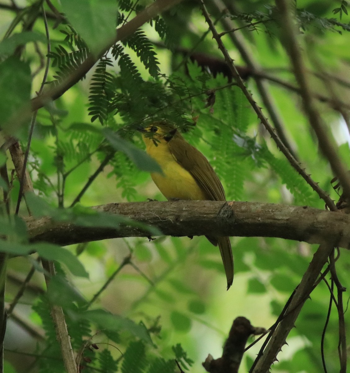 Yellow-browed Bulbul - ML613259917