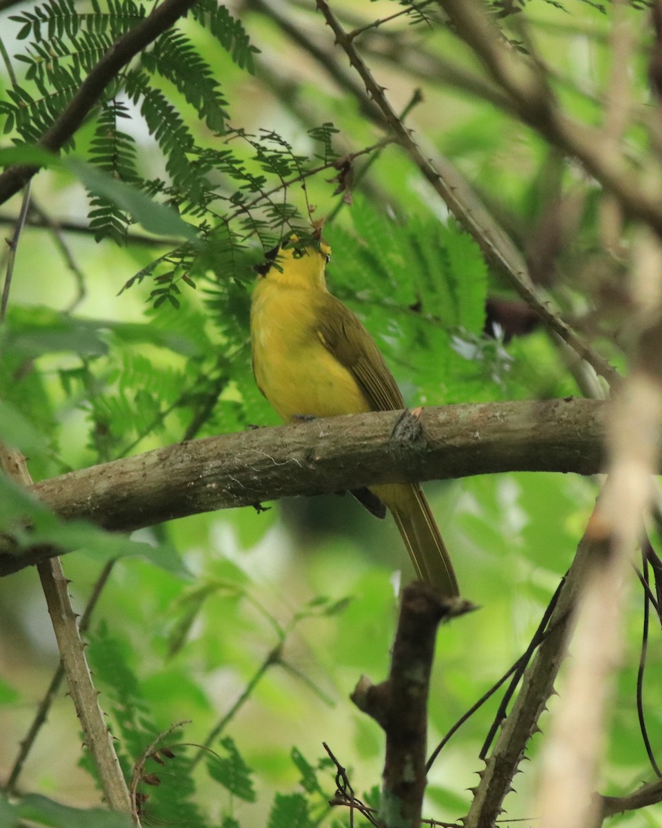 Yellow-browed Bulbul - ML613259918