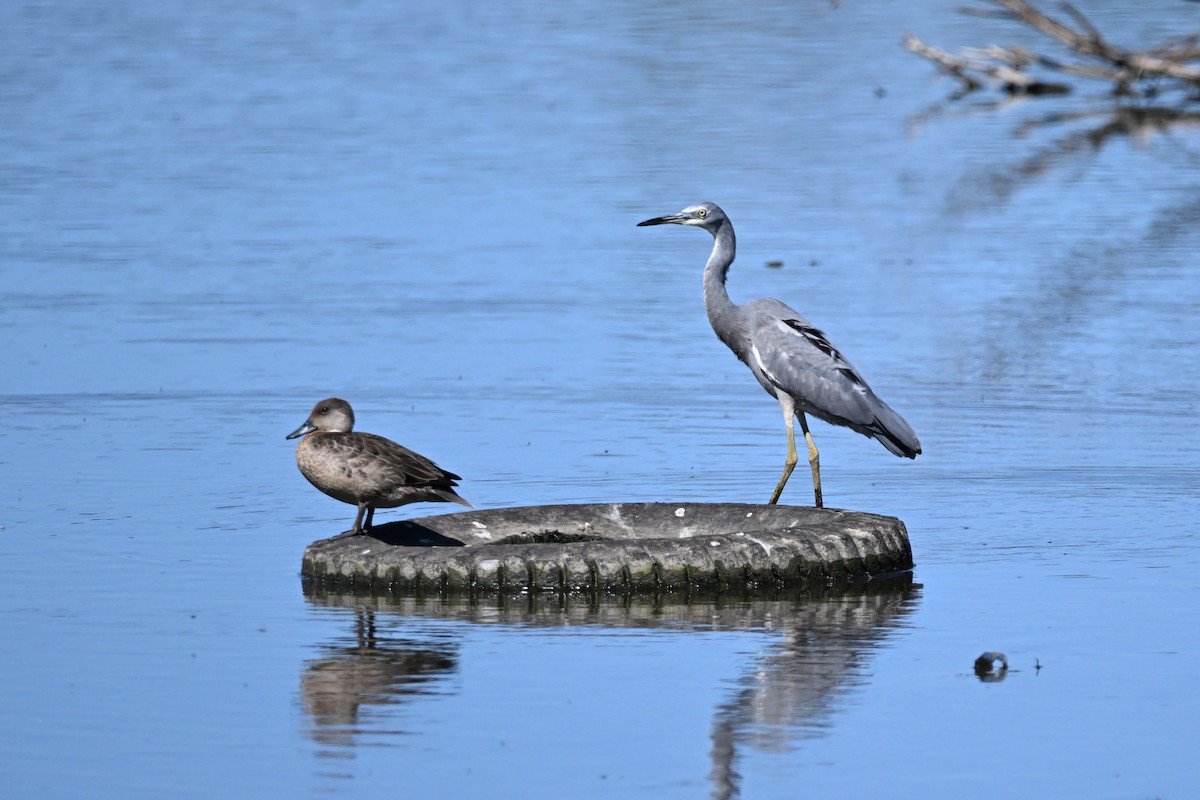 White-faced Heron - ML613259945