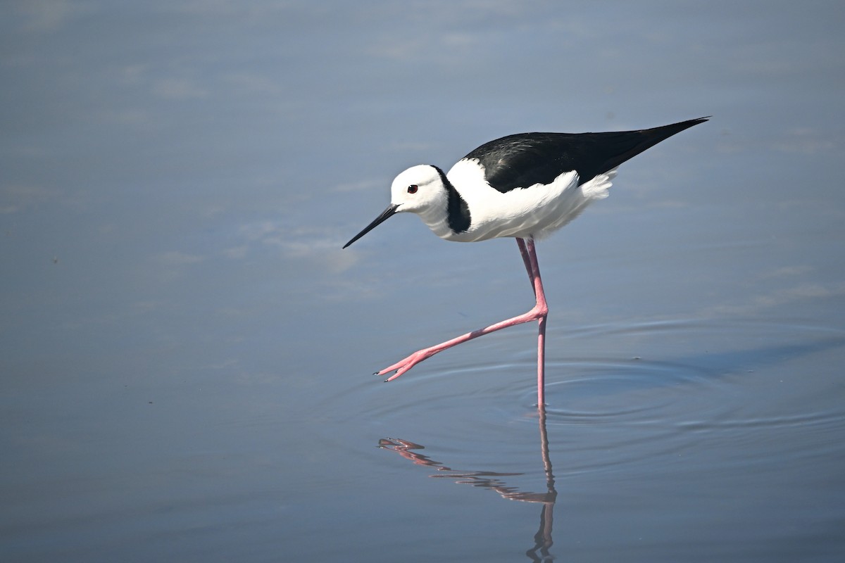 Pied Stilt - ML613259946